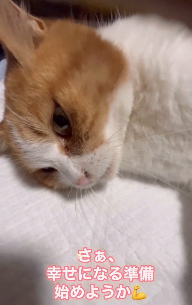 横になる猫