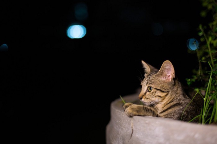 お墓に居続ける猫イメージ