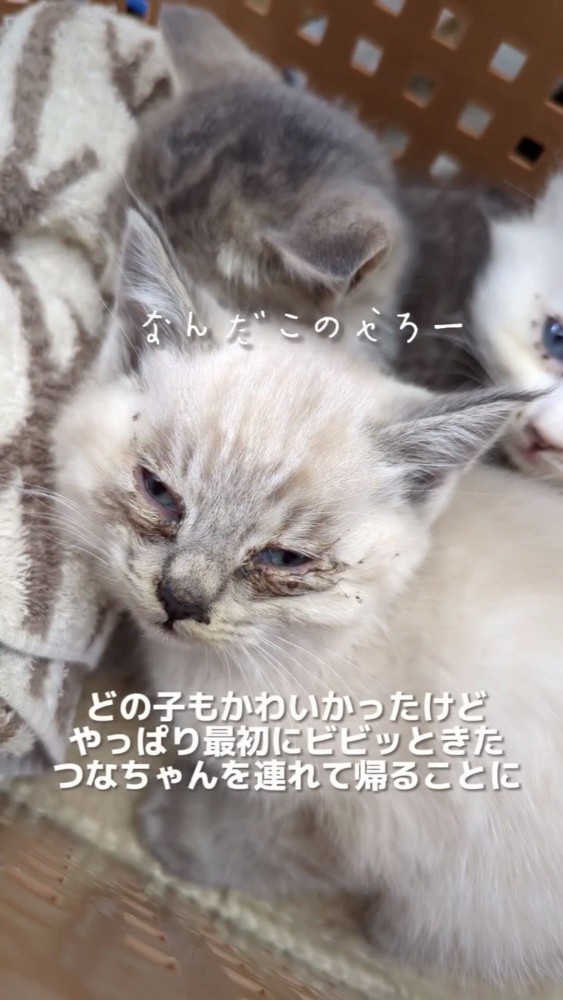 目やにがついた子猫