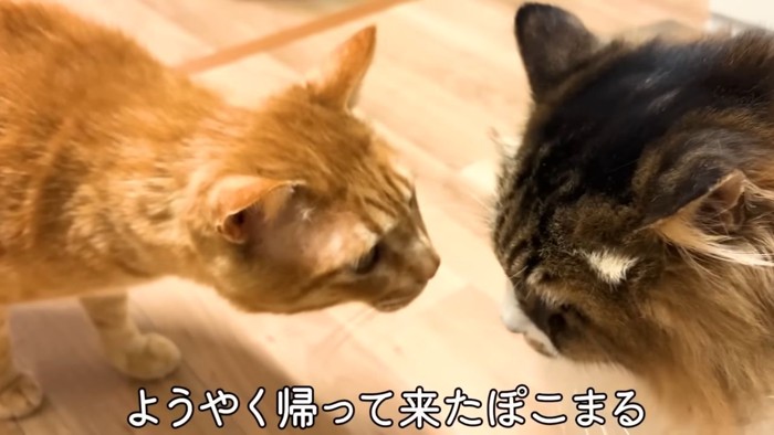 茶トラ猫と長毛種の猫