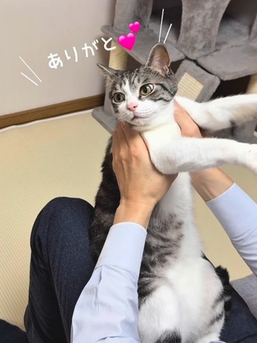 横を向く猫