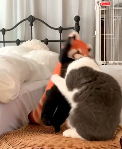 レッサーパンダのぬいぐるみを前足で倒す猫