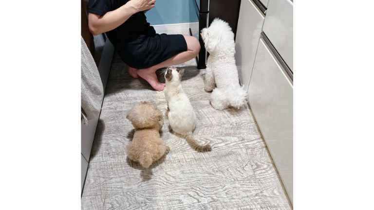 キッチンにいる猫と犬