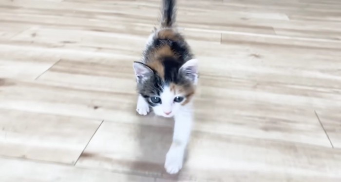 走って来る三毛さん2