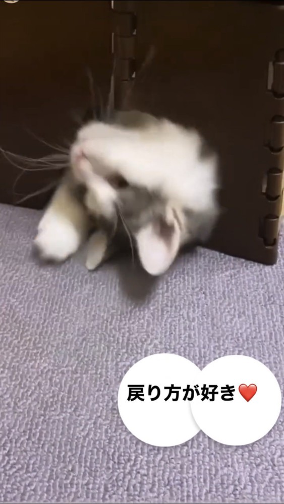 台の下に戻る猫