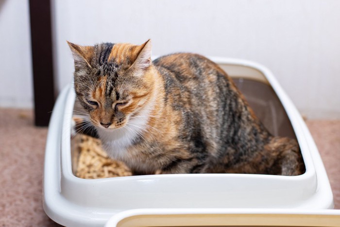トイレに集中している猫