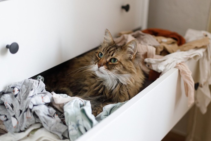 タンスの中を荒らして、どや顔で居座る猫