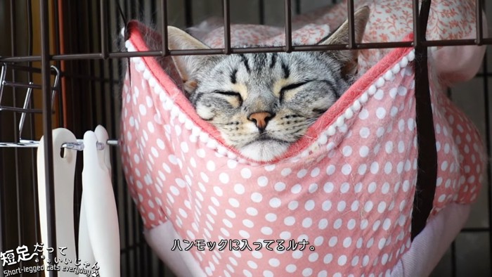 ハンモックにいる猫