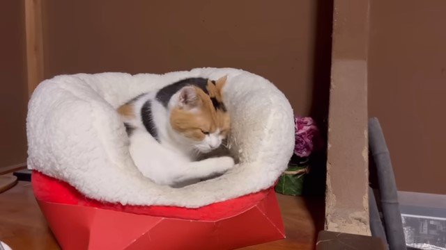 グルーミングする猫