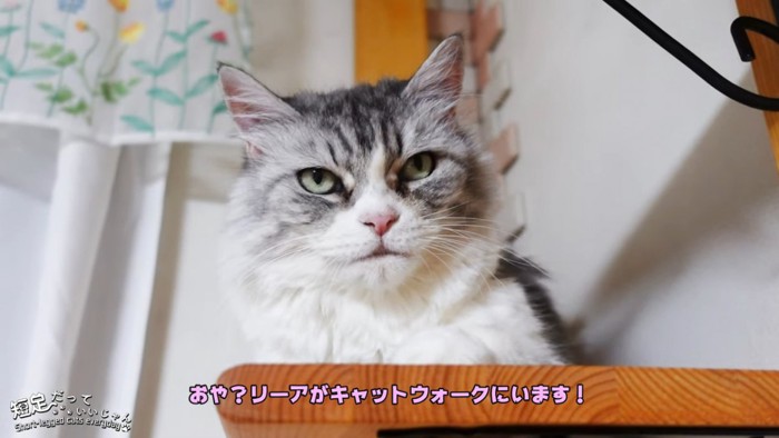 長毛猫の顔