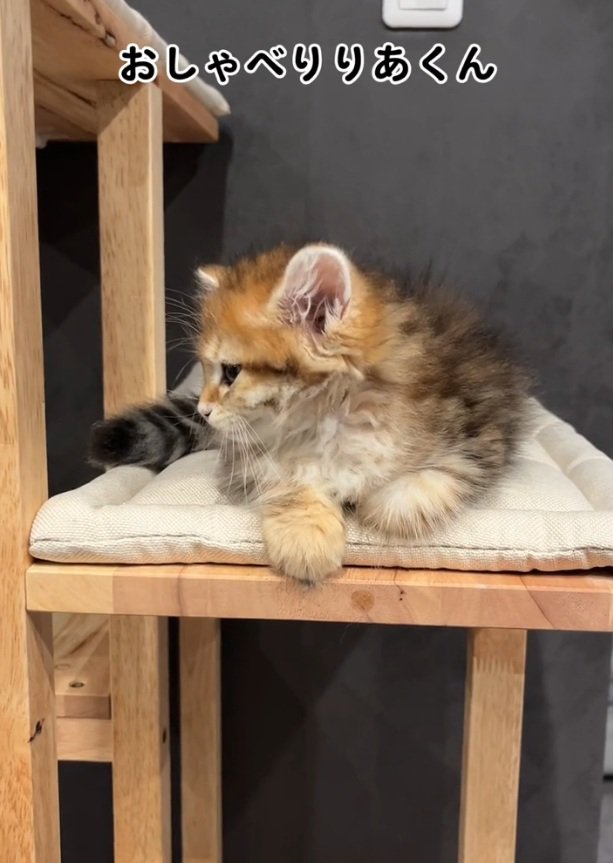 横を向く猫