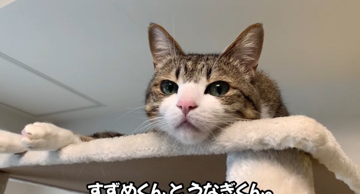 タワーの上の猫