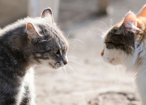 見つめ合う猫