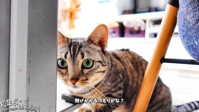 姿勢を低くする猫