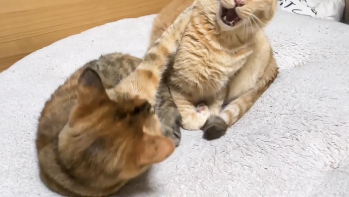 猫パンチ