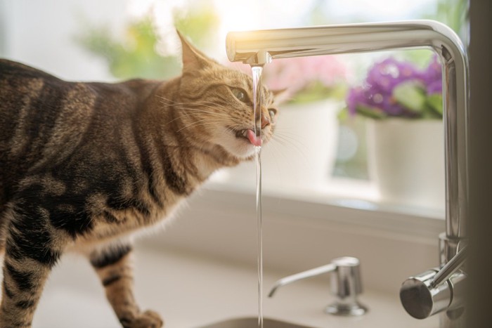 水道水を飲む猫