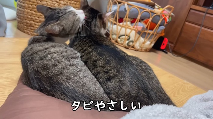 並んでいる2匹の猫