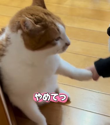 前脚を掴まれる猫(やめてっ)