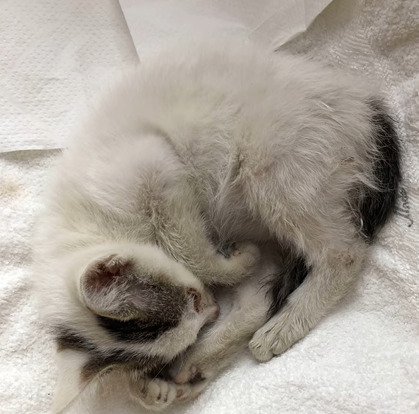 丸くなる子猫