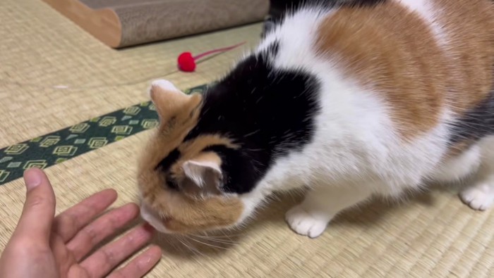 飼い主さんの手を再確認するミケ