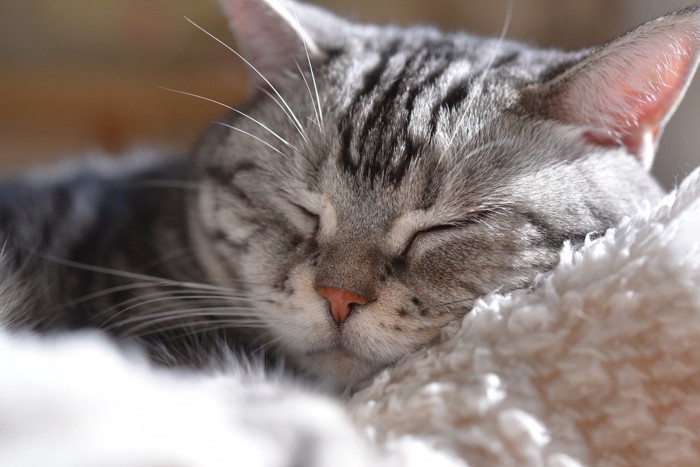 幸せそうな猫の寝顔