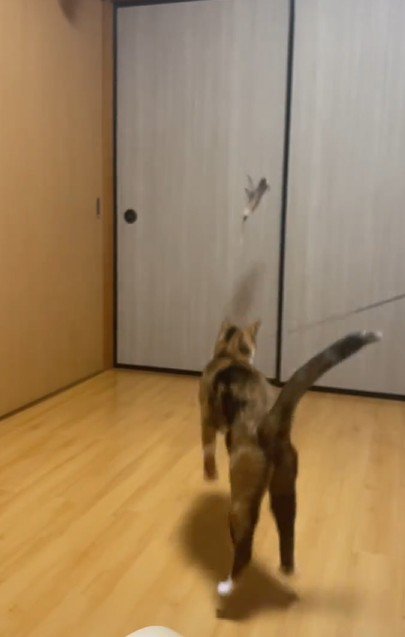 着地する猫