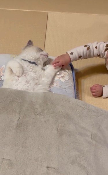 寝そべっている猫と猫の手を触っている赤ちゃん