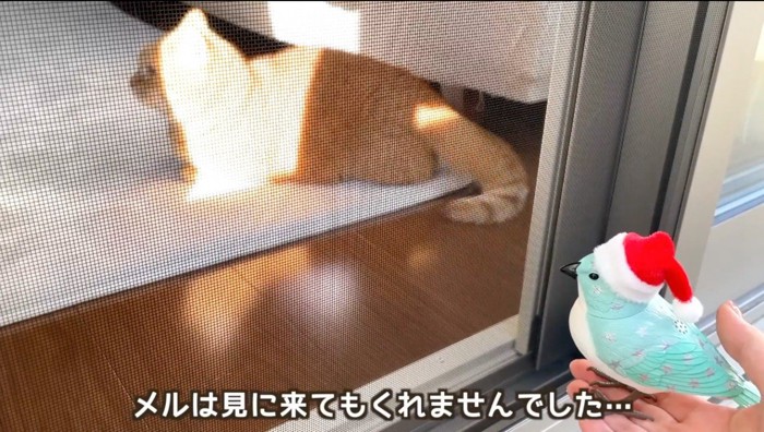 部屋の奥に戻っていく茶トラ猫