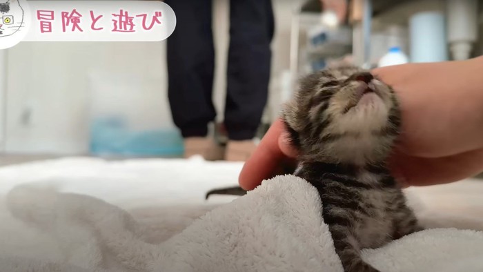 満足気な子猫ちゃん