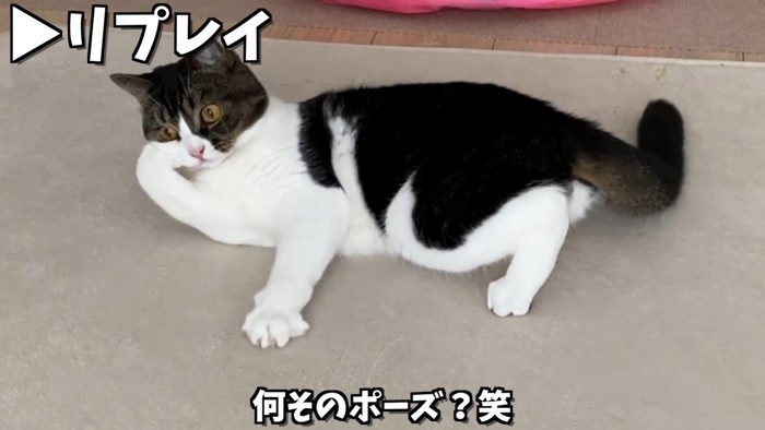 頬杖をつく猫