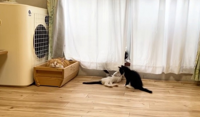 寝ている茶トラ猫とじゃれ合う白黒猫