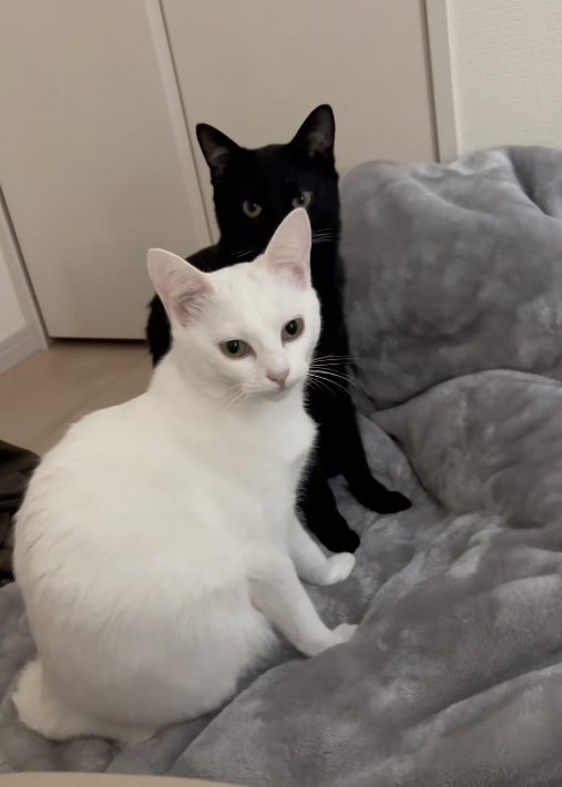 こっちを見る猫