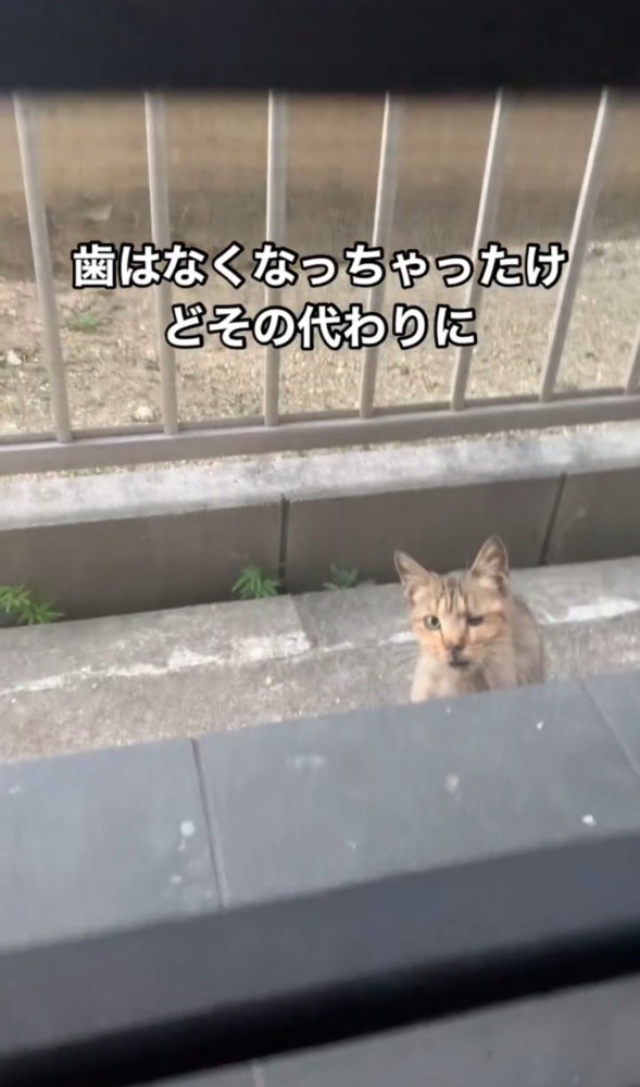 窓の外から見上げている猫