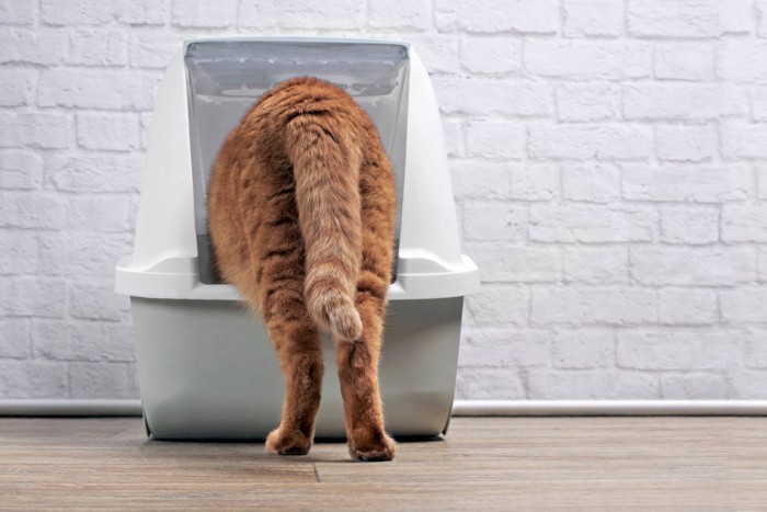 トイレに入る猫