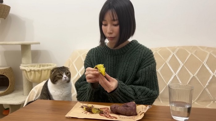 焼き芋を見つめる猫