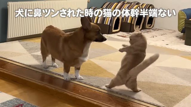 犬と向き合って立ち上がる猫