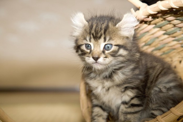 カゴに入っているアメリカンカールの子猫