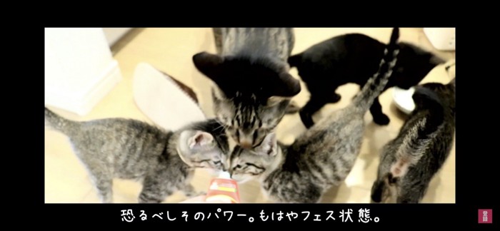 おやつに群がる猫