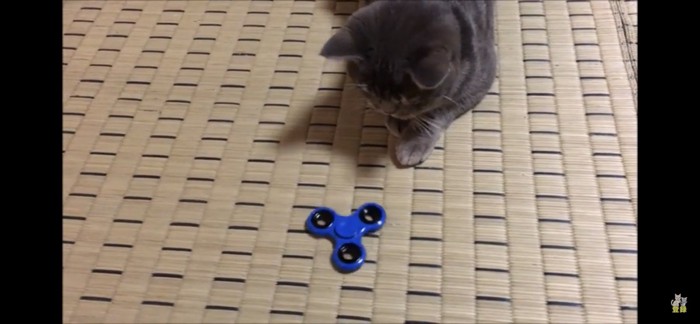 ハンドスピナーを見つめる猫