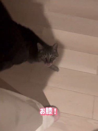 見上げて鳴く猫