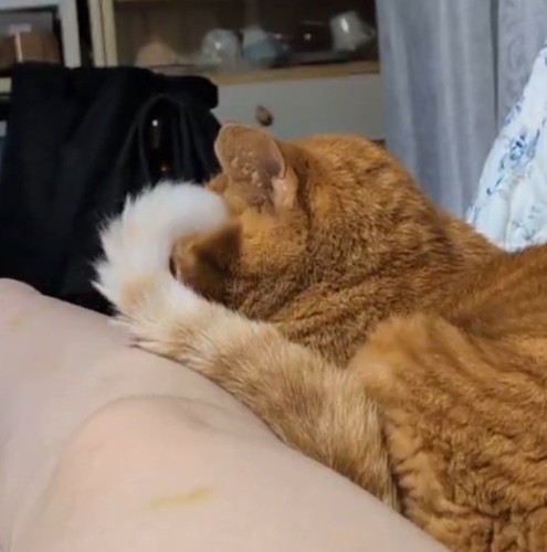 飼い主の足からしっぽを退かす猫