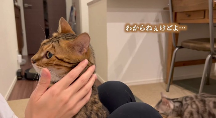 抱っこされる猫