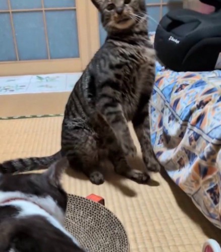 キジ白猫にパンチをされて前足を浮かせるキジトラ猫