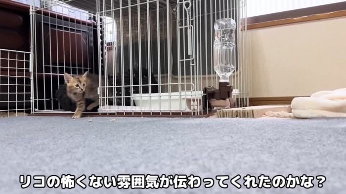 ケージから出ようとする子猫