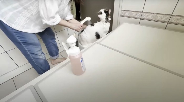 シャワーされる猫