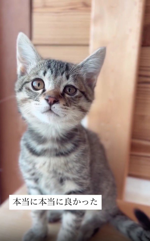 座っている子猫