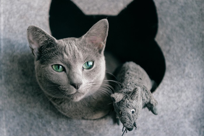 キャットハウスから顔を出すロシアンブルー