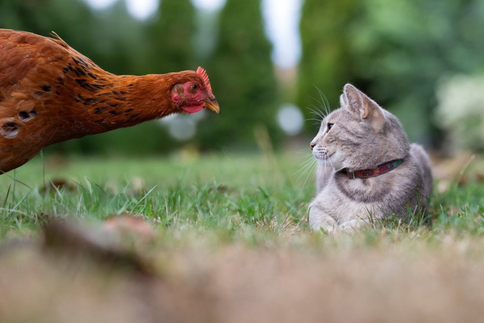 猫と鶏