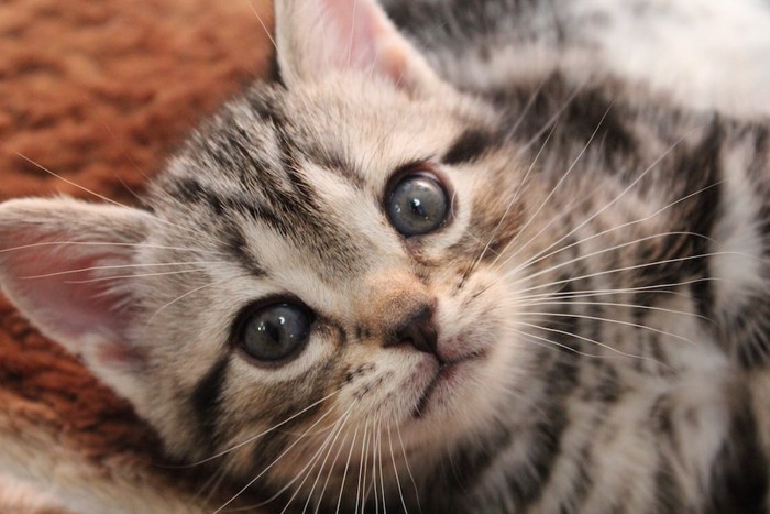 つぶらな瞳の子猫の顔アップ