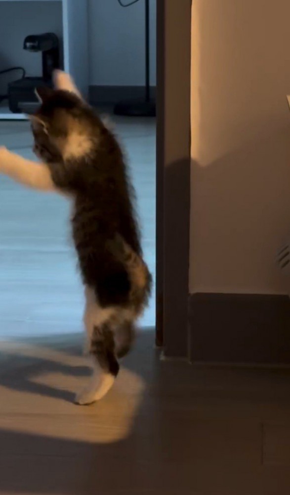 飛び掛かる子猫